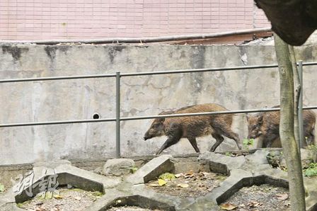 漁護署獸醫向大野豬發放麻醉槍,野豬背部中槍後,一度繼續發狂奔跑逃走