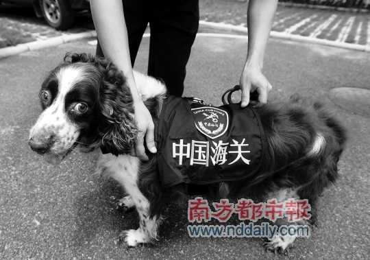 缉毒犬的职业"内幕" 国际禁毒日前夕,记者探访拱北海关缉私局缉毒犬队