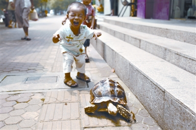 乌龟散步 逗乐孩童