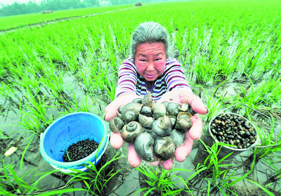 湖南立法阻擊外來入侵物種開啟全國先河