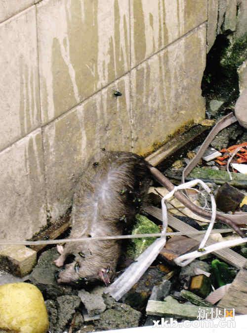 拆迁"烂尾" 恩宁路如何迎亚运?