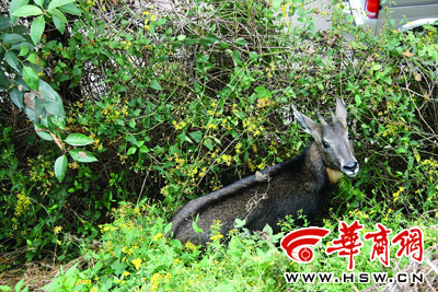 被追無奈迷途麂子躲深坑(圖)