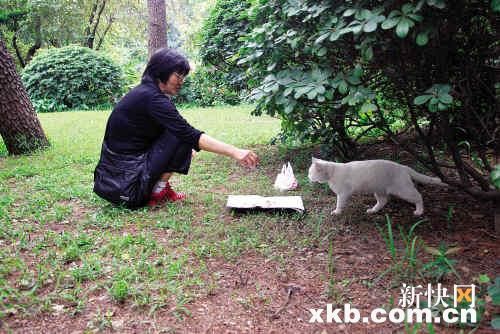 梦见亲人杀猫（梦见亲人打死猫什么意思） 梦见亲人杀猫（梦见亲人打死猫什么意思） 卜算大全