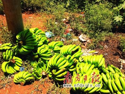 湛江徐闻香蕉滞销,公路边被弃置的香蕉随处可见.戎飞腾 摄