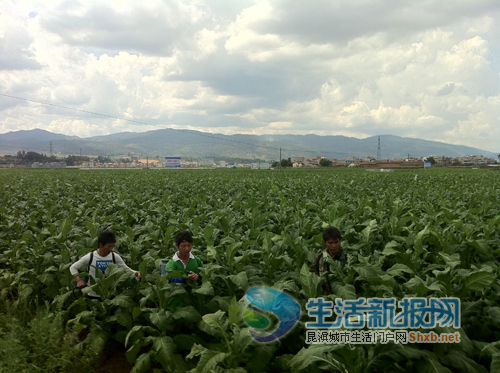 三小夥正在給菸葉噴灑農藥,烤煙長勢旺盛 生活新報 記者 羅成 攝