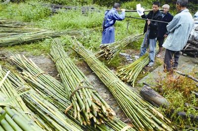 永嘉鱼里半数苦竹烂死高山上 办事处欲寻新致富路