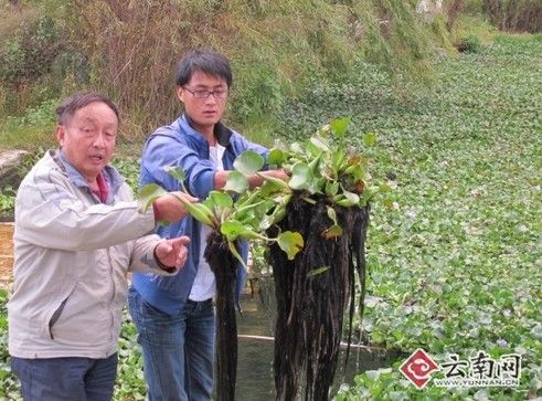 新品种治污有一套紫根水葫芦种下1月水变清了