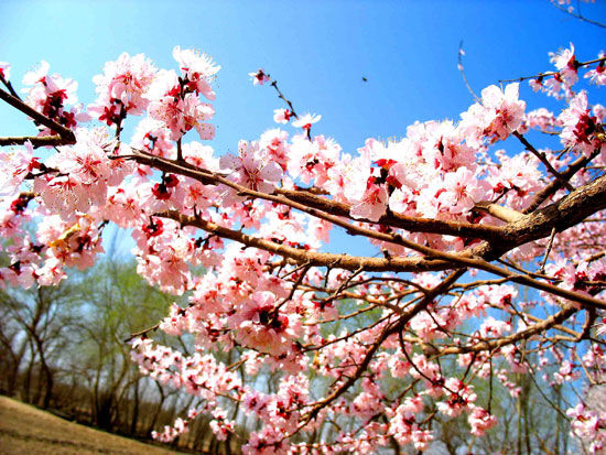 新疆吐鲁番杏花报春 库木塔格风筝迎春