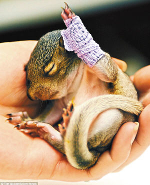 伤兵小松鼠惹人怜爱