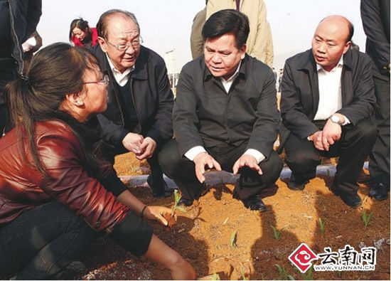 李纪恒与参会代表在会泽县者海镇石河村考察万亩玉米高产创建示范田