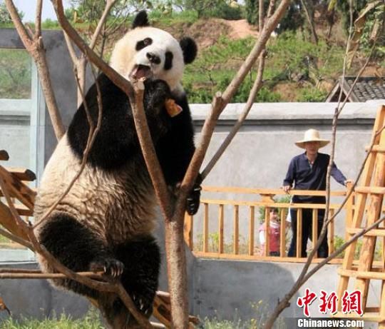 四川閬中飼養員與大熊貓