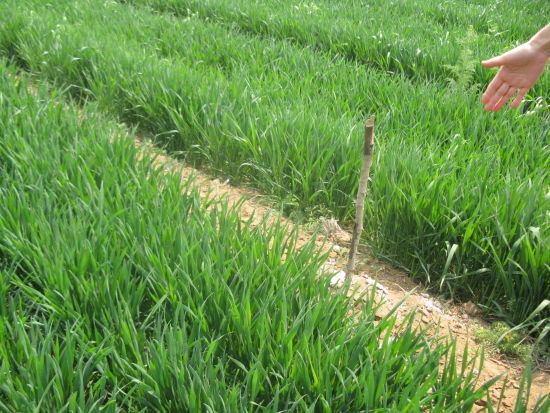 河南鹤壁修路强行毁麦苗 官员称无人敢站出解释