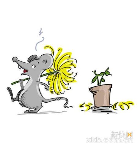 花痴老鼠,辣嘴啃花!