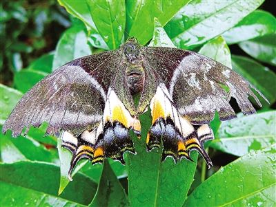 真正"蝶中皇后"雌性金斑喙凤蝶首现乌岩岭