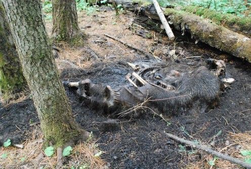 长白山5头熊遭毒杀取胆案件刑拘5人