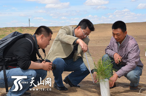 援疆教师麻浩与防风固沙植物梭梭的不了情