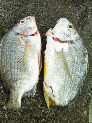 陈晓鑫) 昨日上午,市民陈女士致电本报称自己钓到一条没有尾巴的鱼