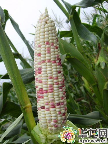 五颜六色的玉米新品种 提升口感甜糯程度和商品性