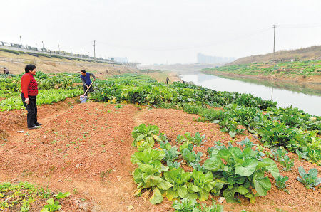 河边种菜忙完夏种忙冬种
