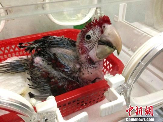 三胞胎美洲绿翅金刚鹦鹉在广州动物园降生