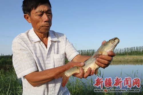 野生水生动物救护中心传来喜讯,经过四年多的人工繁殖,扁吻鱼生长良好