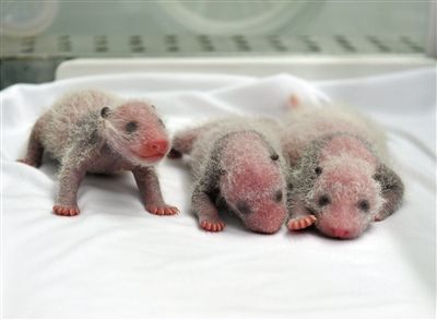 大熊猫三胞胎存活为全球首例