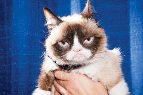 1. 不爽猫:又出电影又出书