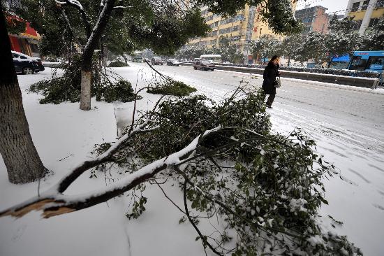 图文:南昌市阳明路两旁的樟树树枝被大雪折断