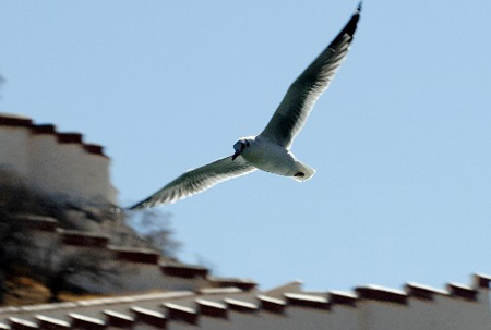 2月15日,一只鸟飞过布达拉宫.