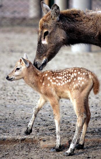 公麋鹿和母麋鹿的照片图片