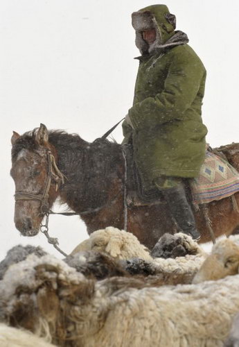 组图:新疆哈萨克族牧民风雪中迁徙畜群