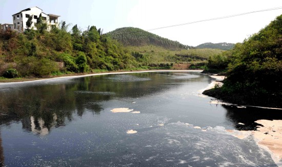 组图广西永福水污染造成大批鱼死亡