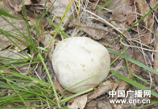 球形菌菇种类图片