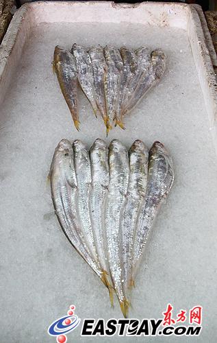 每年三月都是收获长江刀鱼的季节,民间谚语有"春潮迷雾出刀鱼"之说