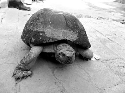 1965黄河巨龟照片 巨鼋图片
