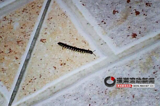 家里地板爬满千足虫 市民发微博担心被咬[图]