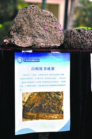 白蚁巢穴标本.