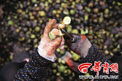 这双手 一天剥200斤核桃(图)