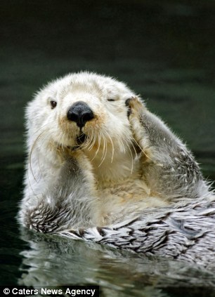 動物園水獺躺水中撒歡雙爪捂眼露超萌表情圖