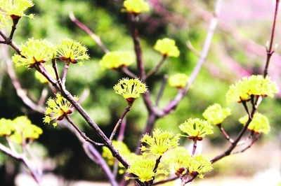 棲霞山500株山茱萸競相開放