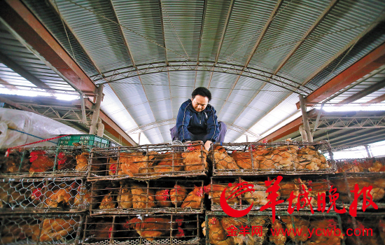 上海鸡档肉档生意冷清 市民淡定改吃海鲜