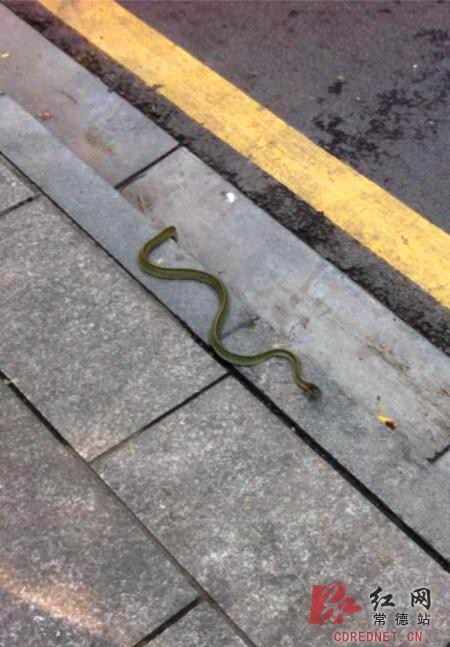 常德一农贸市场长蛇"越狱"吓坏路人(图)