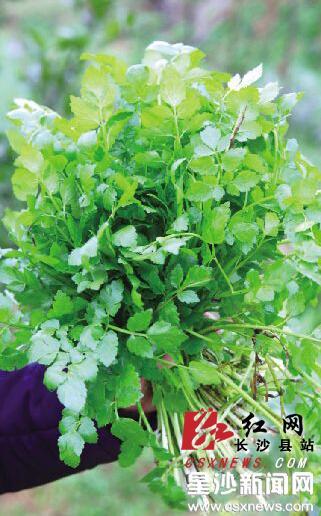名称:水芹菜主要采摘地点:高桥镇高桥村及周边的农田水渠边食疗功效
