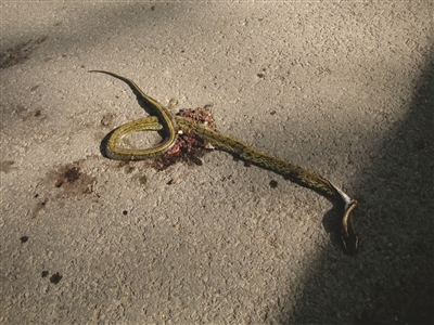 花蛇马路漫游遭碾压