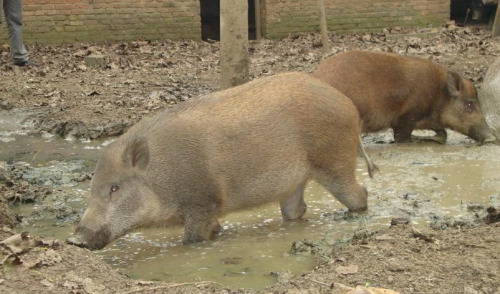 几年前,日本岐阜县各务原市的电车高山线上,一辆电车层和多头野猪相撞