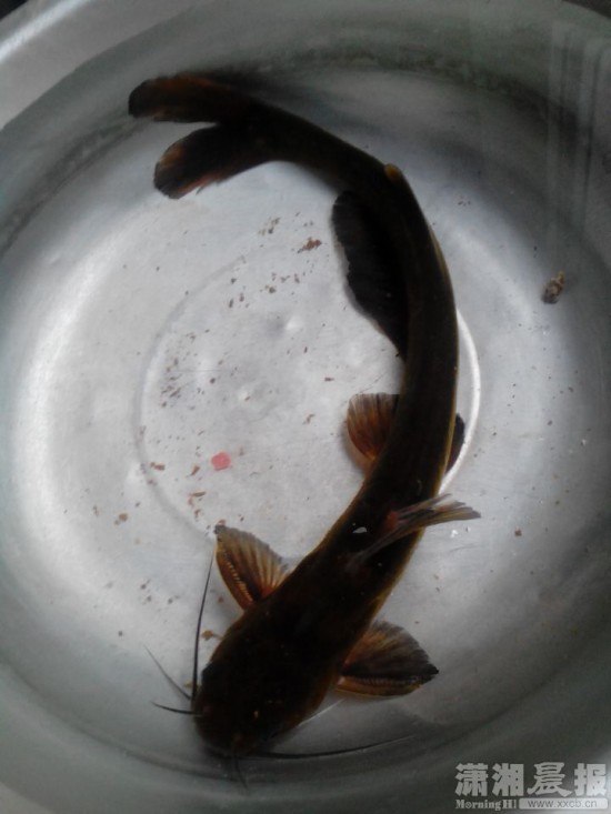 星沙市民钓到条不知名的鱼嘴上有六根须