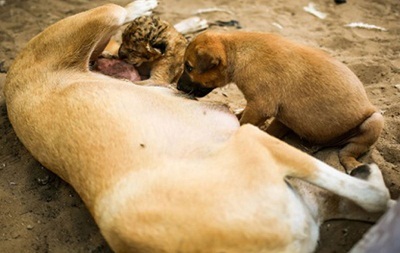 小狮子没奶吃动物园找来狗奶妈温馨救急图