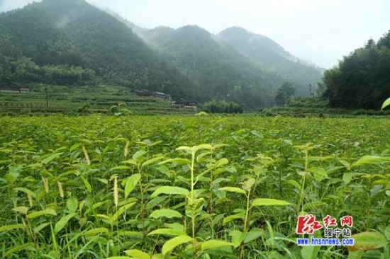 绥宁培植半枫荷获得成功将成省内最大种植基地
