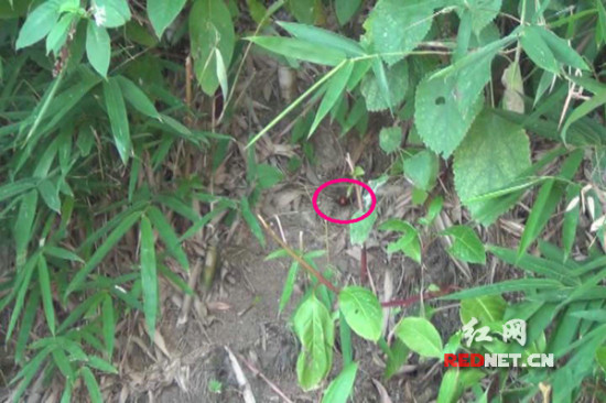 "鬼头蜂"盘踞村民路口永州零陵消防智取蜂窝(图)