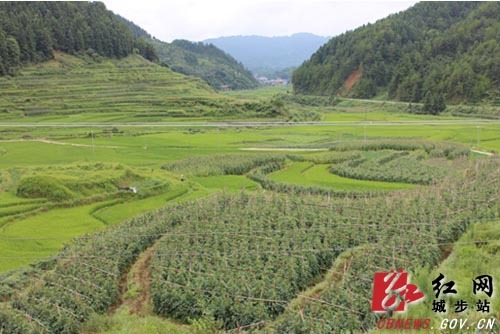 唐启辉 李南林 杨建言)8月3日,笔者在城步苗族自治县汀坪乡隘上村看到